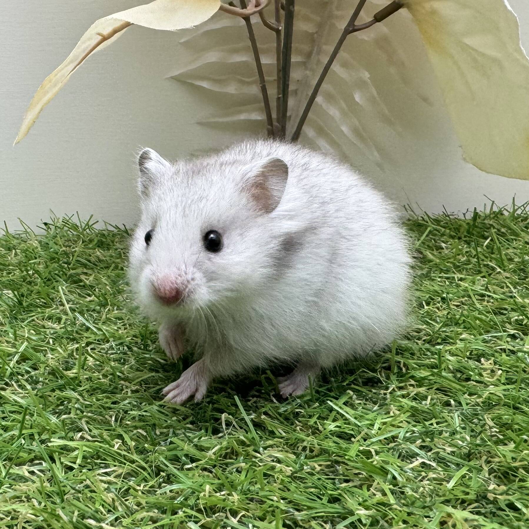 ハム・マウス一覧 | 小動物専門店 ペットショップLAMPO